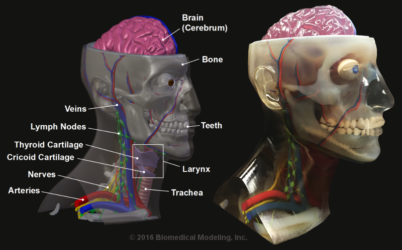 Multi-color 3D-printed model of head, neck and brain for general illustration and technical demonstration. Designed by Biomedical Modeling, Inc. (BMI). Manufactured by Stratasys Ltd.